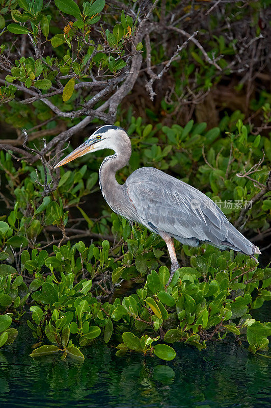 大蓝鹭(Ardea herodias)是鹭科的一种大型涉禽，在北美和中美洲大部分地区的开阔水域和湿地附近，以及南美洲西北部，加勒比海和Galápa都很常见